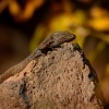 Velejesterka modroskvrnna - Gallotia galloti - Tenerife Lizard 3102